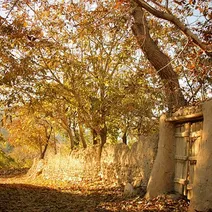 روستای گردو چوب