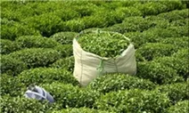 آغاز چین دوم برگ سبز چای از اوایل تیر