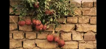 احمدی‌نژاد، تخلیه تهران، خشکسالی