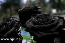 عکس نادرترین گل رز دنیا