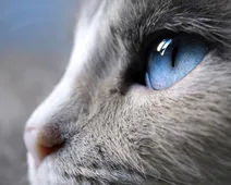 گربه ها این گونه می بینند