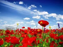 دانلود عکس/ دشت تماشایی و سحرانگیز سوسن در شهر ایذه