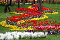 زیبایی گل‌های پیازی - مشهد