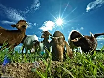 دنیای حیوانات از نگاه نشنال جئوگرافیک