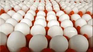 از قیمت تخم مرغ، خروس‌ها تعجب کردند