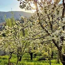 بهار این چنین در لواسانات تهران خود نمایی میکند
