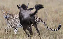 حمله گوزن به یوزپلنگ